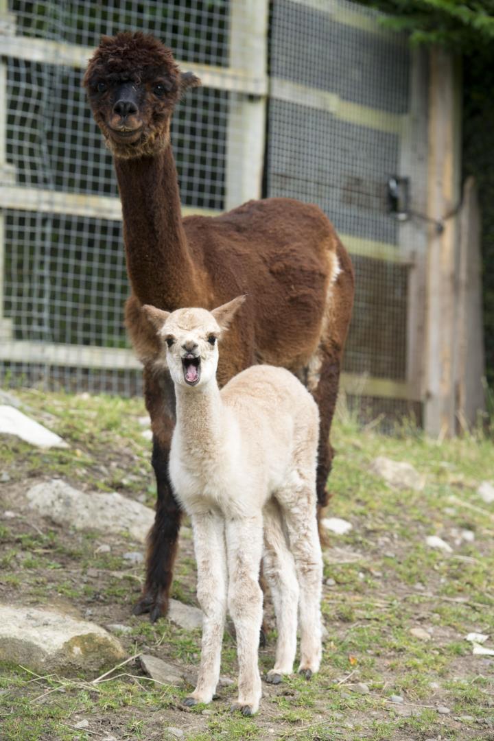 Pictures and video Baby alpaca born at Aberdeen's Pets' Corner