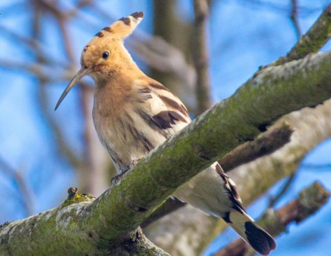 A rare hoopoe has been spotted at Pittodrie Stadium after being blown off course during Storm Alex. Picture: Gavin Park