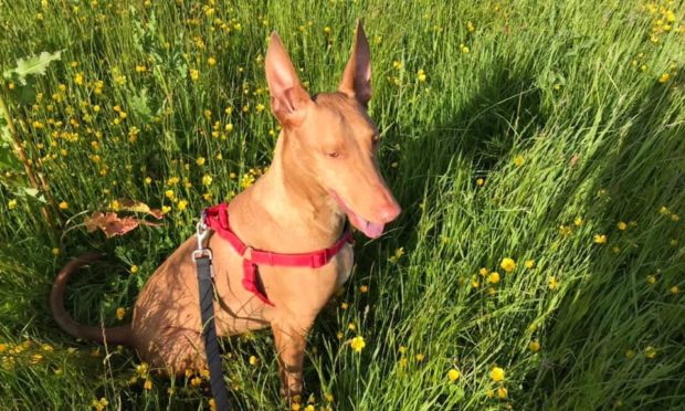Jasper the pharaoh hound attacked two people and a dog in Ellon.