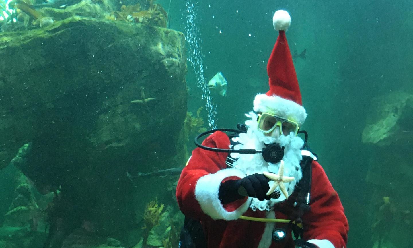 North-east aquarium to hold virtual 'Diving Santa' event - Vimarsana News
