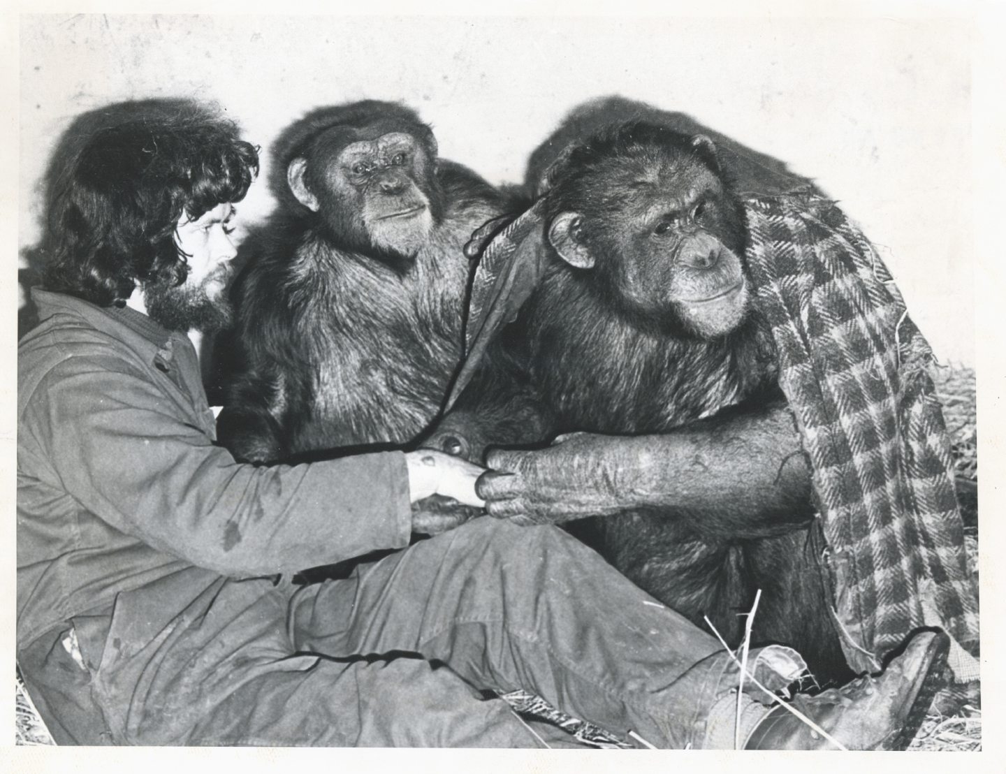 From cheeky chimps to porcupine Houdinis… the wild history of Aberdeen Zoo is revealed - Vimarsana News