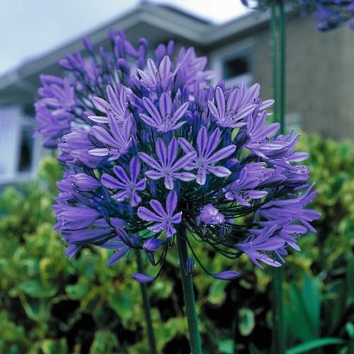 Agapanthus Blue Peter.