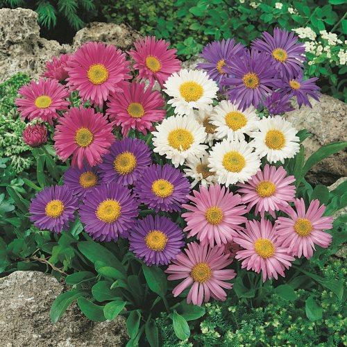 Dwarf Asters