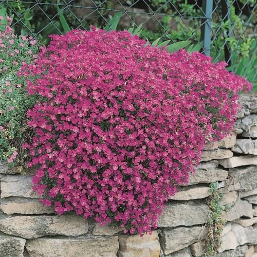 Red Aubrieta