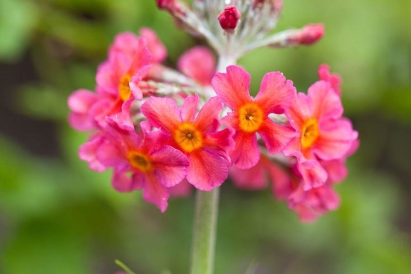 Primula Candelabra