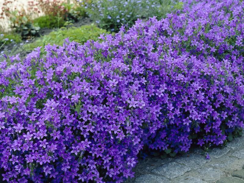 Campanula Portenschlagiana