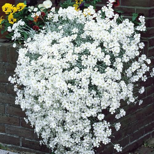 Cerastium