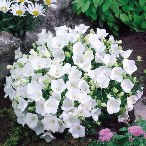 Campanula Carpatica Alba.