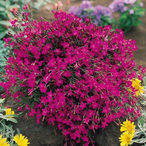 Dianthus Deltoids.