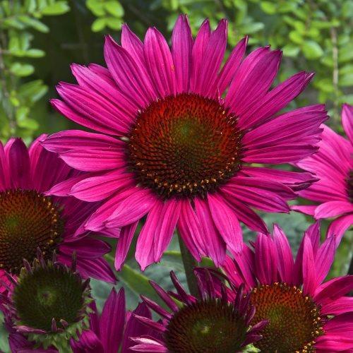 Echinacea Vintage Wine.