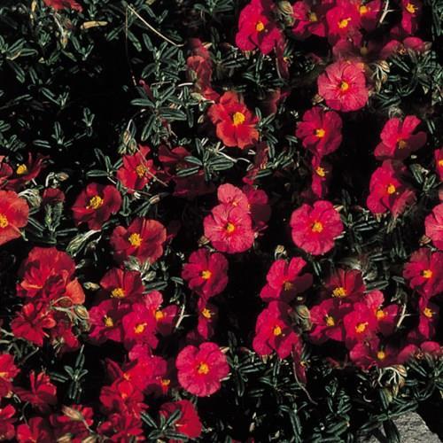 Helianthemum.