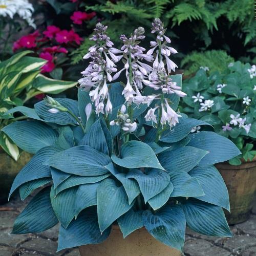Hosta Tardiana Halcyon
