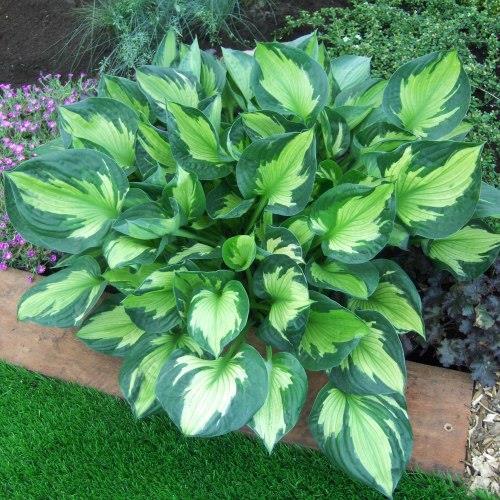Hosta Whirlwind