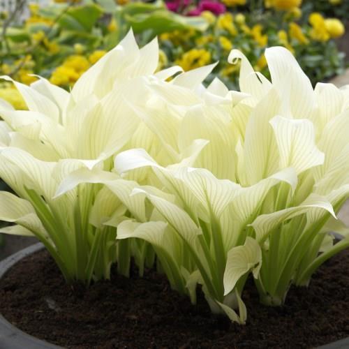 Hosta White Feather.