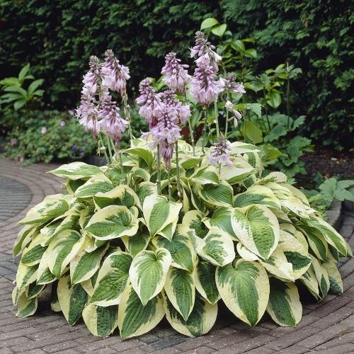 Hosta Wide Brim.
