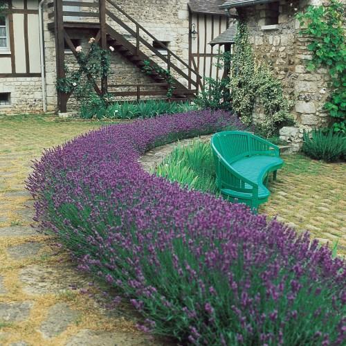 Dwarf Lavender Munstead.