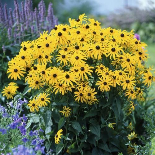 Rudbeckia Goldsturm.