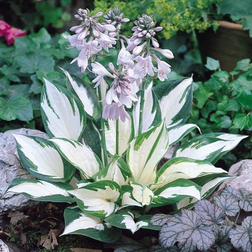 Hosta Fire and Ice