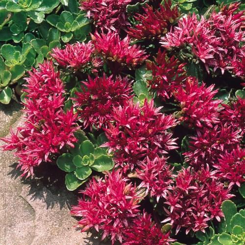 Sedum Spurium.