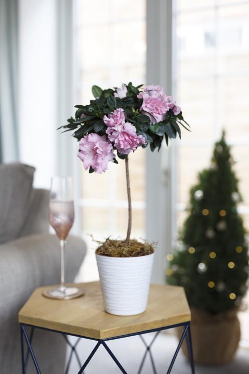 Azalea Pink
