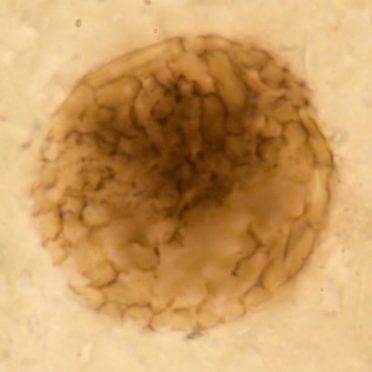 EMBARGOED TO 0001 THURSDAY APRIL 29 Undated handout photo issued by the University of Sheffield of Bicellum Brasieri, a billion-year-old fossil which could prove a new link in the evolution of animals has been found in the Highlands. Issue date: Thursday April 29, 2021.