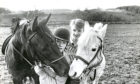 1988年：威利（左）和幸运的露西在明天的竞争中谈论Aberdeen的Hayfield骑马学校在昨天被15岁的Billy Grant（左），Bucksburn及其所有者Kevin McDonald（15）中被佩内尔德的海菲尔德骑马学校谈论了他们的竞争。荞麦，都是阿伯丁。