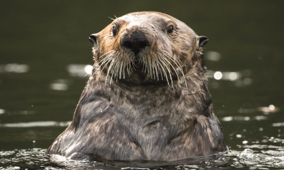 Andy Howard has brought the same attention to detail in his new work about the esoteric existence of otters around the north-east of Scotland.