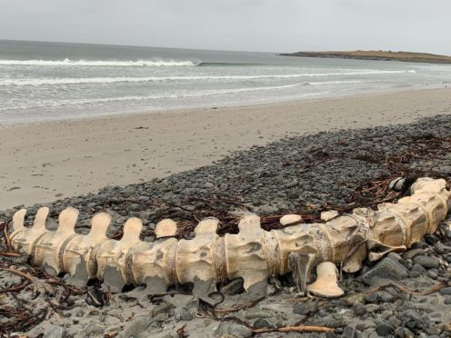 Sperm whale remains found on South Uist beach leads to speculation it could be 'Nessie's cousin'