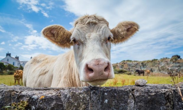 MSPs have been debating the impact a free trade agreement with Australia will have on Scottish farmers