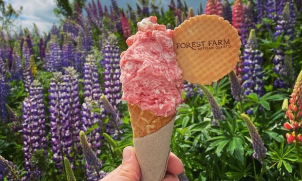 森林农场冰淇淋