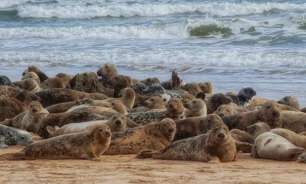 Grey Seal haulout at River Ythan. Photo by Martyn Gorman