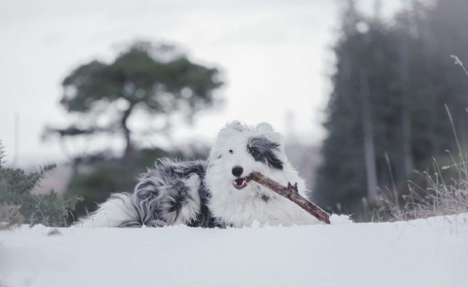 Thanks to Elizabeth Black, from Scaniport, near Inverness, for sending us this pic of Baxter enjoying a good stick at a snowy Scaniport.