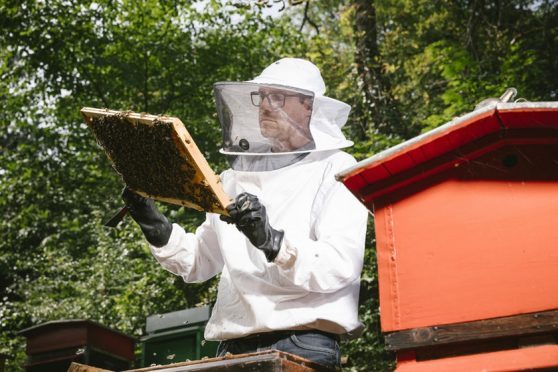 Not so sweet: 75 percent of honey samples had key pesticide Not so sweet: 75 percent of honey samples had key pesticide
