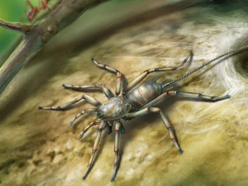 'Remarkable' Fossil of Tailed Arachnid Shakes Up Origin Theory of Spiders 'Remarkable' Fossil of Tailed Arachnid Shakes Up Origin Theory of Spiders