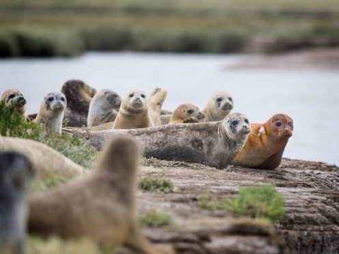 This year they will be specifically looking at pups for the first time (Victoria Jones/PA)