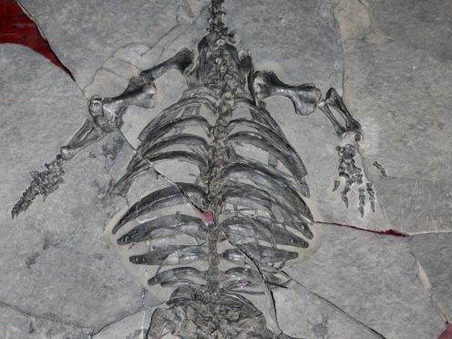 Weird Fossil Turtle With No Shell Sheds Light On The Turtle Evolution