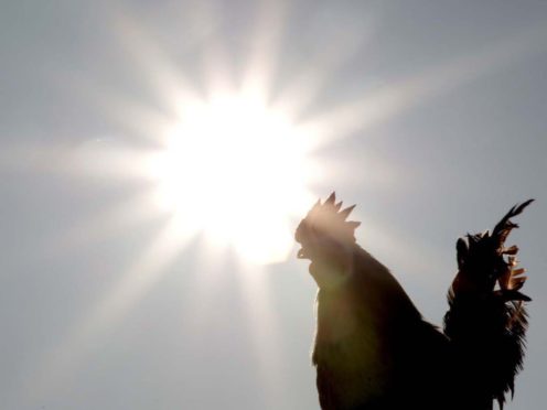 Women who are most energetic early in the morning are less at risk of breast cancer, research shows (Current Biology/PA)