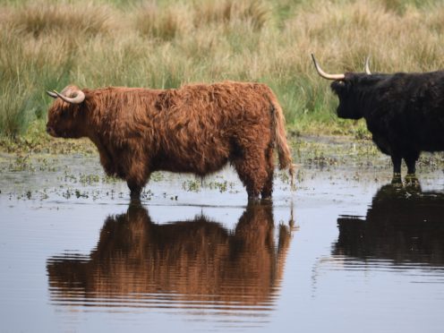 Highland cattle at the National Trust’s Wicken Fen Nature Reserve in Cambridgeshire (Joe Giddens/PA)