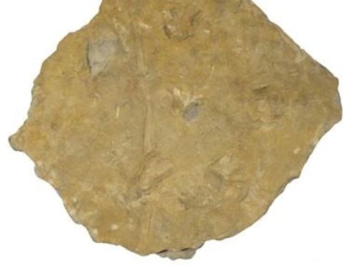 Edopoids were crocodile-like creatures (Trustees of the Natural History Museum/PA)