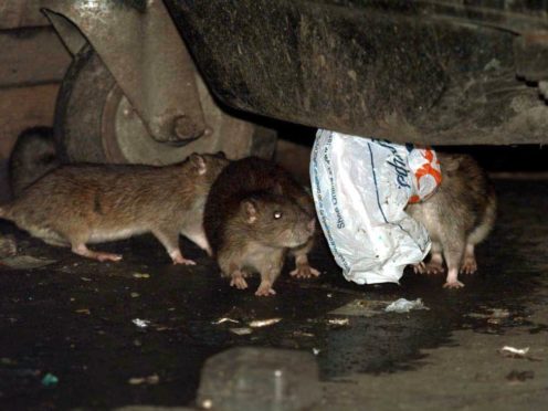 The study found rats like to help each other out (PA)