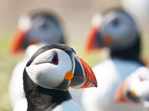 The researchers looked at puffins and many other bird species (Owen Humphreys/PA)