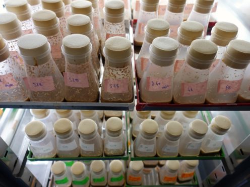 Experts tested an existing evolutionary theory that dietary restriction triggers a survival strategy (Gracie Adams/PA)
