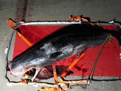 ZSL experts investigate the Thames sperm whale (ZSL-CSIP/PA)