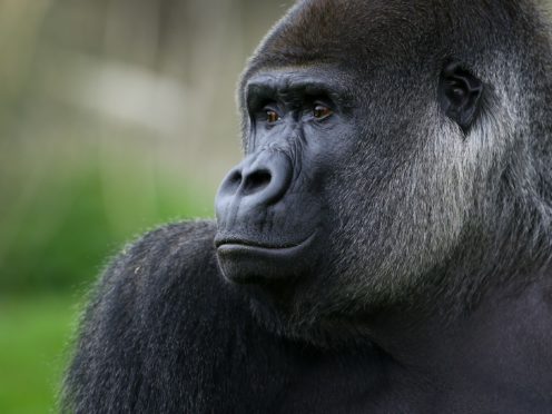 A gorilla (Gareth Fuller/PA)