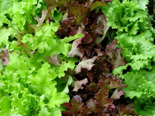 Lettuce grown entirely in space is as nutritious and safe to eat as lettuce grown on Earth, astronauts have reported (Stephen Kelly/PA)