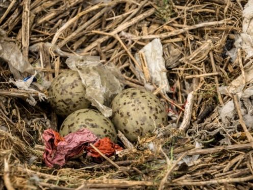 A herring gull nest with plastic (Danni Thompson/PA)