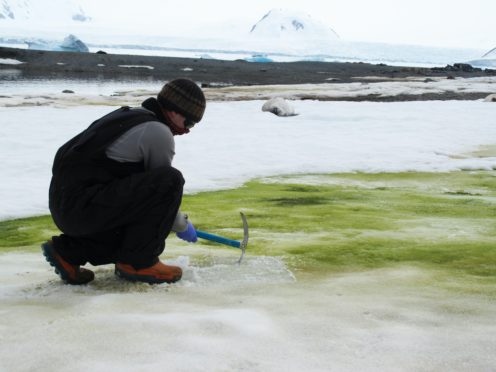 Matt Davey has taken samples of snow algae at Lagoon Island in Antarctica (Sarah Vincent)