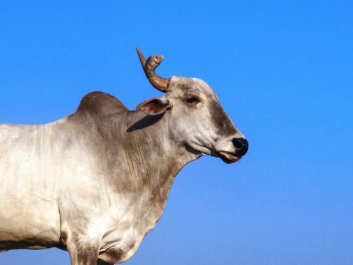 Simon the bull injured his back like his music mogul namesake (Peta/PA)