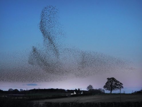 A murmuration of starlings at dusk over Catterick, North Yorkshire (Owen Humphreys/PA)