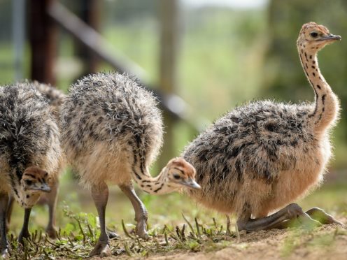 Scientists have said at least 40 bird families with flightless species roamed the Earth before a vast majority of them went extinct due to human-driven pressures (Ben Birchall/PA)